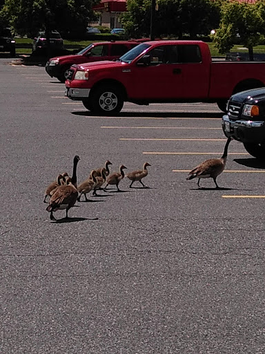 Department Store «Walmart Supercenter», reviews and photos, 7400 Guilford Dr, Frederick, MD 21704, USA