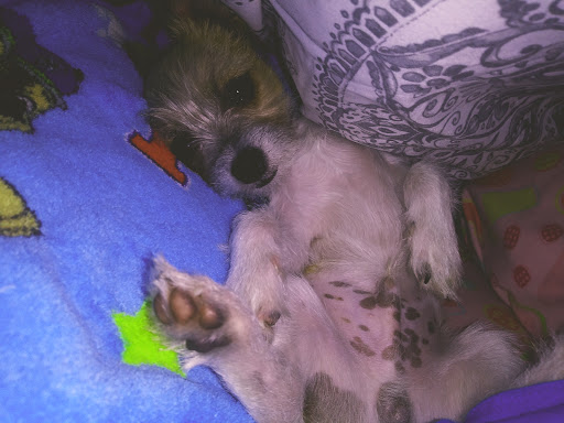 Pet Supply Store «Port Orange Pets», reviews and photos, 4074 S Ridgewood Ave, Port Orange, FL 32127, USA