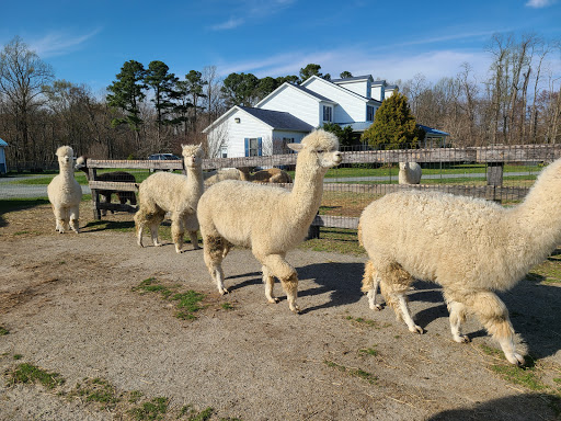 Farm «Painted Sky Alpaca Farm & Fiber Mill», reviews and photos, 95 Knight House Ln, Earleville, MD 21919, USA