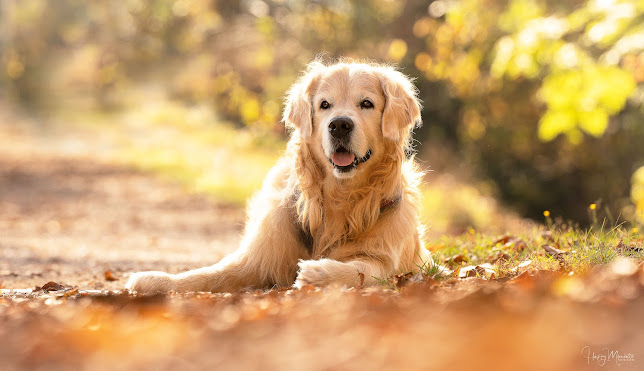 Happy Moments Photography - Deine Familien- & Tierfotografin in der Region Aarau