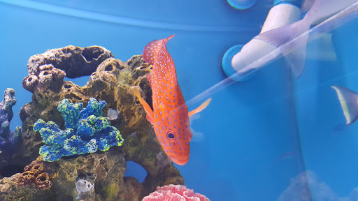 Tropical Fish Store «Aquatouch», reviews and photos, 12040 N 32nd St, Phoenix, AZ 85028, USA