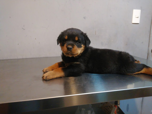 Veterinaria Serena - Veterinario
