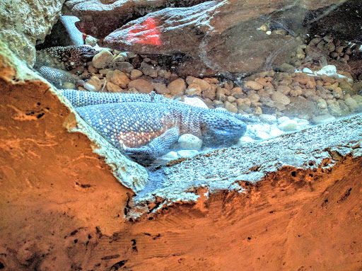 Aquarium «The Dallas World Aquarium», reviews and photos, 1801 N Griffin St, Dallas, TX 75202, USA