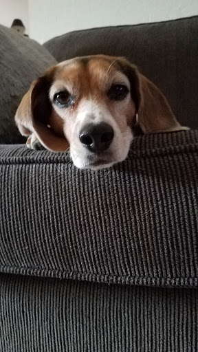 Pet Supply Store «Pet Supplies Plus», reviews and photos, 5229 Library Rd, Bethel Park, PA 15102, USA