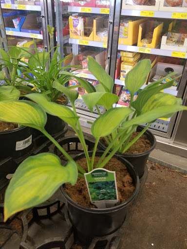 Supermarket «ALDI», reviews and photos, 2440 W Main St, Norman, OK 73069, USA