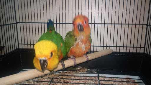 Pet Store «Pet Paradise», reviews and photos, 35535 Euclid Ave # 10, Willoughby, OH 44094, USA