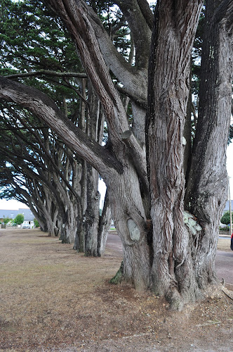 Allée de Cyprès de la clarté à Perros-Guirec