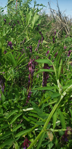 Produce Market «Yolo Fruit Stand», reviews and photos, 46710 Co Rd 32B, Davis, CA 95618, USA