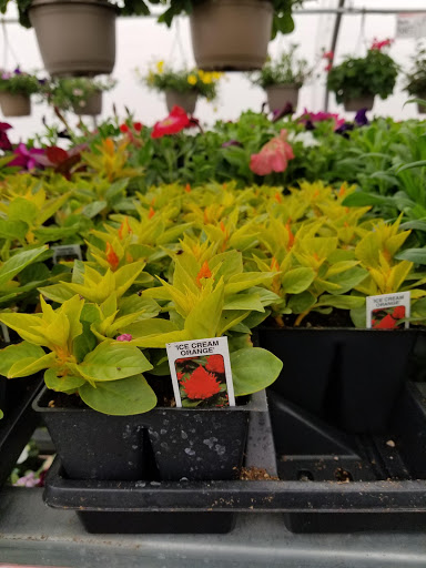 Grocery Store «Fareway Grocery», reviews and photos, 1635 W 53rd St, Davenport, IA 52806, USA