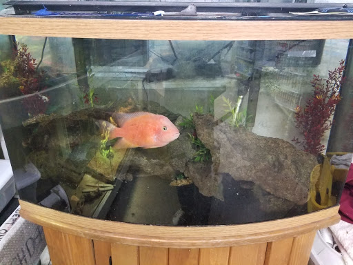 Pet Supply Store «Pet Club Santa Rosa», reviews and photos, 1935 Santa Rosa Ave, Santa Rosa, CA 95407, USA