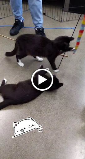 Pet Supply Store «Petco Animal Supplies», reviews and photos, 474 228th Ave NE, Sammamish, WA 98074, USA