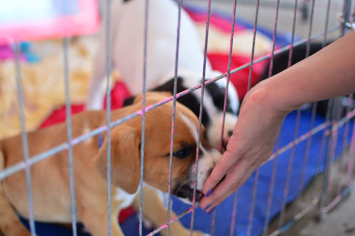 Pet Supply Store «PetSmart», reviews and photos, 860 Cobb Pl Blvd NW, Kennesaw, GA 30144, USA