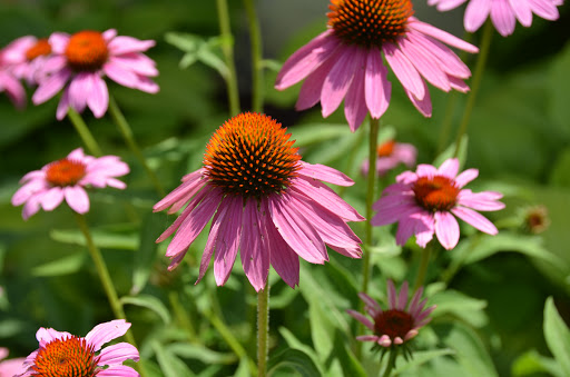 Florist «A Petal For Your Thoughts Florist», reviews and photos, 3308 Kedron Rd, Spring Hill, TN 37174, USA