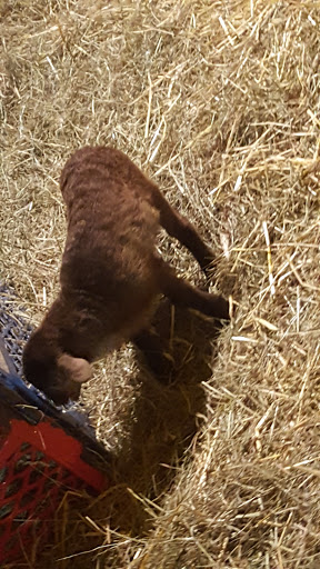 Sports Complex «Meadowlands Sports Complex», reviews and photos, 50 NJ-120, East Rutherford, NJ 07073, USA