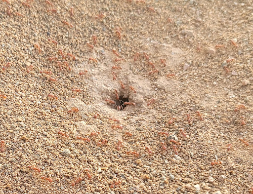 Moat Termite & Pest Control image