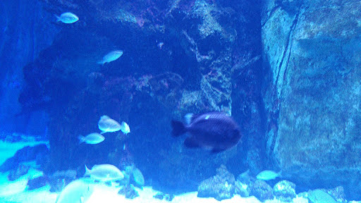 Tropical Fish Store «Cincinnati Aquarium Design», reviews and photos, 6475 E Galbraith Rd # B, Cincinnati, OH 45236, USA