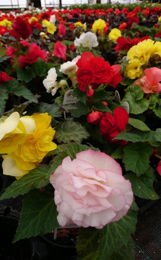 Plant Nursery «Blooming Acres», reviews and photos, 7561 State Rd, Wadsworth, OH 44281, USA