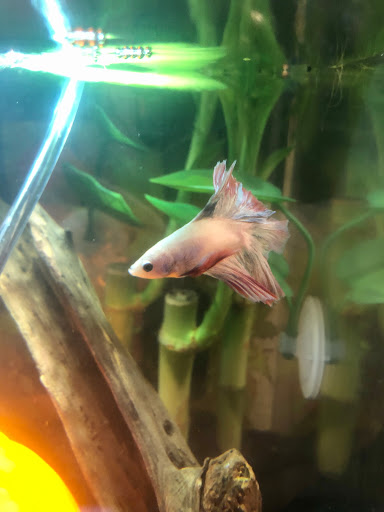 Pet Supply Store «Odyssey Pets», reviews and photos, 14999 Preston Rd #400a, Dallas, TX 75254, USA