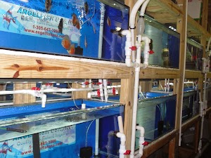 Contemporary Aquarium & Design - photo 31