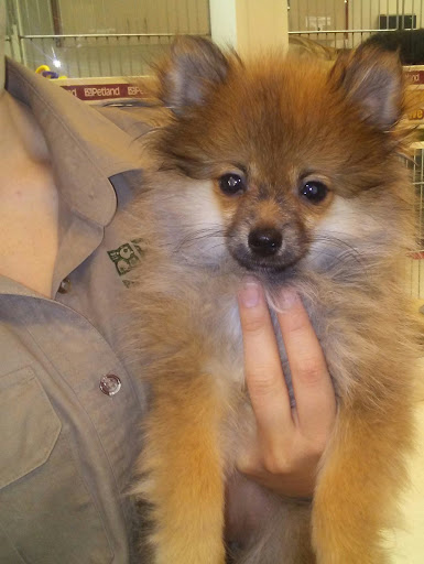 Pet Store «Petland Topeka», reviews and photos, 1801 SW Wanamaker Rd, Topeka, KS 66614, USA