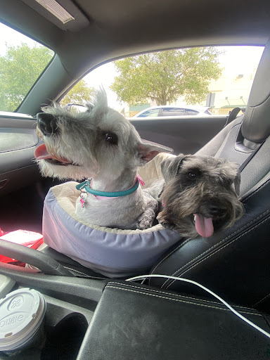 Pet Groomer «Woof Gang Bakery & Grooming Lake Nona - Retail, Grooming», reviews and photos, 10743 Narcoossee Rd, Orlando, FL 32832, USA