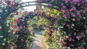 E.M. Mills Rose Garden at Thornden Park