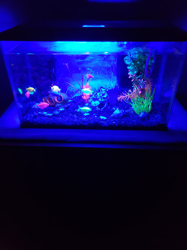 Pet Store «Pet Town», reviews and photos, 7804 Florence Ave, Downey, CA 90240, USA