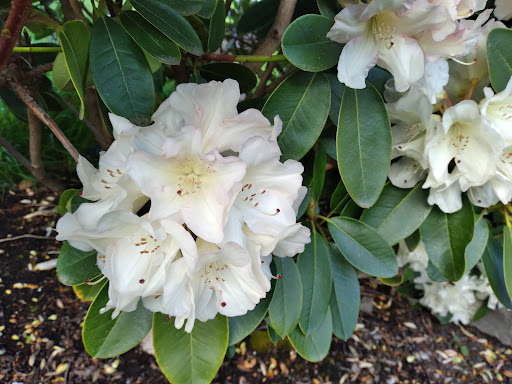 Park «Magnolia Park», reviews and photos, 1810 NW 192nd Ave, Hillsboro, OR 97124, USA