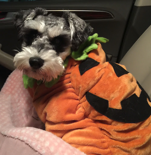 Grocery Store «Grocery Outlet Bargain Market», reviews and photos, 52115 SW Chinook Plaza, Scappoose, OR 97056, USA