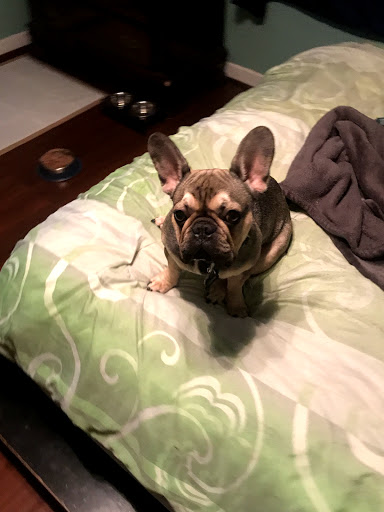 Pet Store «Puppy Boutique Store», reviews and photos, 4001 N Federal Hwy, Fort Lauderdale, FL 33308, USA