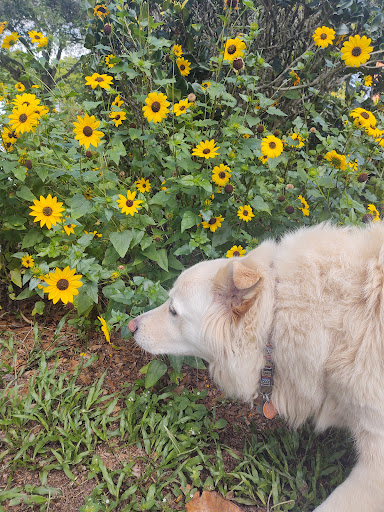 4193 County Rd 426, Geneva, FL 32732, USA