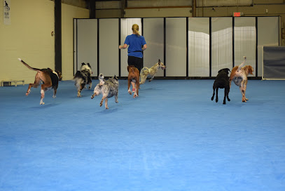 LexPets: Dog Daycare, Dog Boarding and Retail
