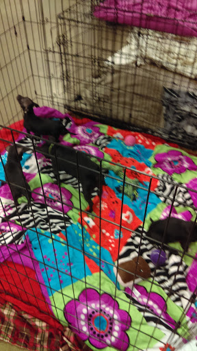 Pet Supply Store «PetSmart», reviews and photos, 4540 Grape Rd, Mishawaka, IN 46545, USA