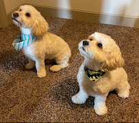 Tailored Tails of Lubbock - Photo 2 - Car repair in Lubbock, TX, Lubbock