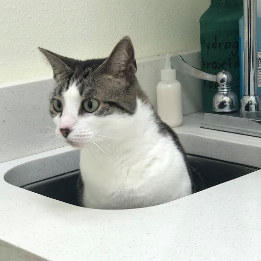 Pet Supply Store «North Tampa PET DEPOT», reviews and photos, 16033 Tampa Palms Blvd W, Tampa, FL 33647, USA