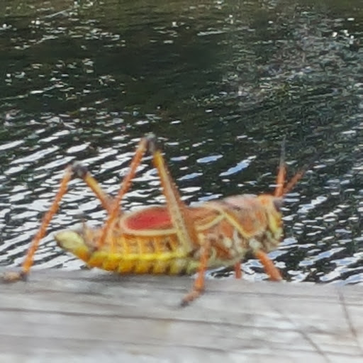 Nature Preserve «Karen T. Marcus Sandhill Crane Access Park», reviews and photos, 8175 PGA Boulevard, Palm Beach Gardens, FL 33418, USA