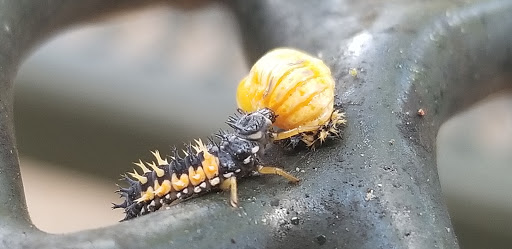 Park «Katherine Rose Memorial Park», reviews and photos, 303 N Walnut Creek Dr, Mansfield, TX 76063, USA