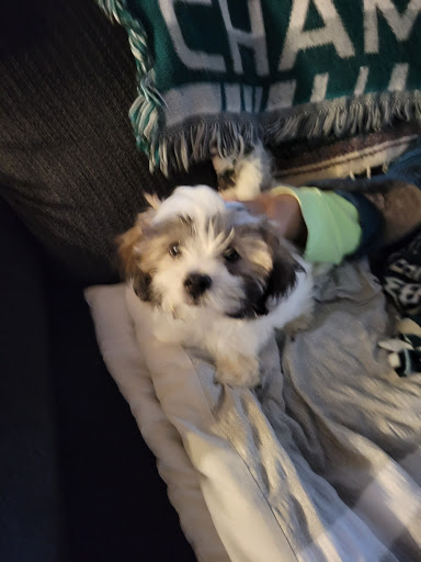 Pet Store «Village Pet Shop», reviews and photos, 701 N Black Horse Pike, Williamstown, NJ 08094, USA