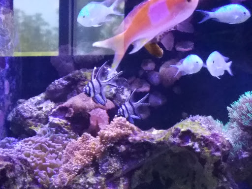 Pet Store «Tanks A Lot Aquariums», reviews and photos, 6680 Lantana Rd, Lake Worth, FL 33467, USA