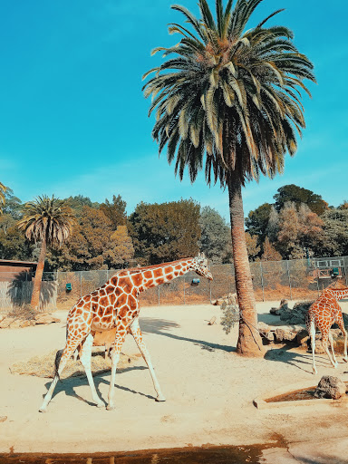 Zoo «Oakland Zoo», reviews and photos, 9777 Golf Links Rd, Oakland, CA 94605, USA