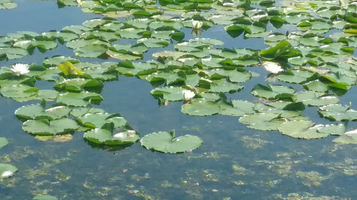 Park «Pearl Park», reviews and photos, 414 E Diamond Lake Rd, Minneapolis, MN 55419, USA