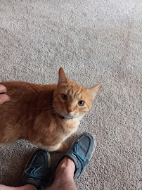 Exclusively Cats Pet Sitting Sebastian - Photo 1 - Car repair in Sebastian, FL, Palm Bay