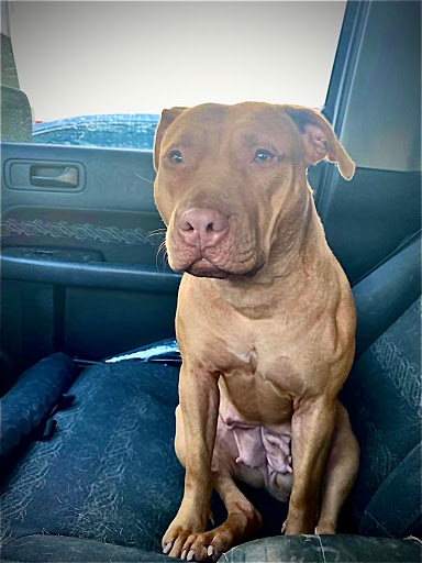 Pet Supply Store «Ace Pet Supply & K-9 Center Inc», reviews and photos, 206 Vanderpool St, Newark, NJ 07114, USA