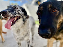Dog Days San Diego - Photo 4 - Car repair in San Diego, CA, San Diego