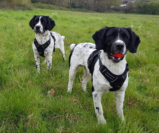 Applemore Kennels & Cattery