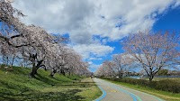 木曽川堤の桜