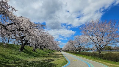 木曽川堤の桜