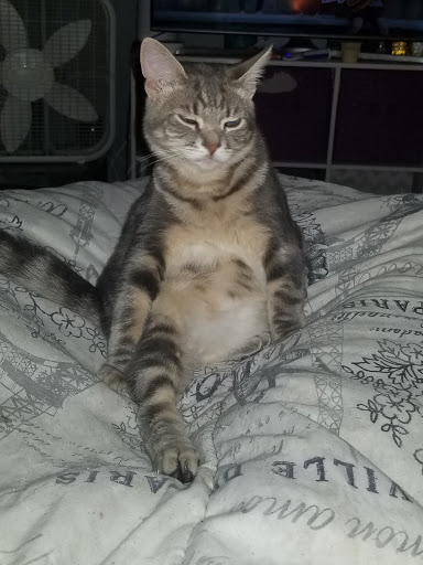 Pet Supply Store «Petco Animal Supplies», reviews and photos, 65 Taunton Depot Dr A, Taunton, MA 02780, USA