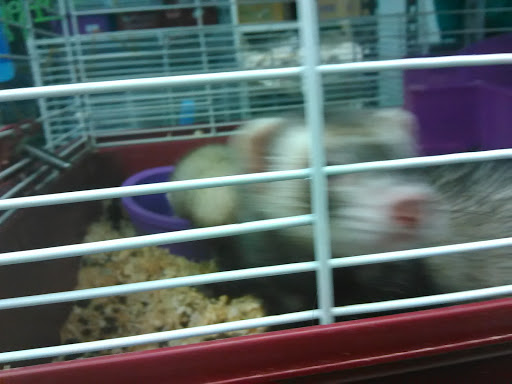 Pet Store «Animal Ark», reviews and photos, 2730 Brookdale Dr, Kingwood, TX 77339, USA