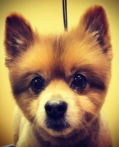 Pet Store «Healthy Pets Mountain West», reviews and photos, 2352 Fort Union Blvd, Cottonwood Heights, UT 84121, USA